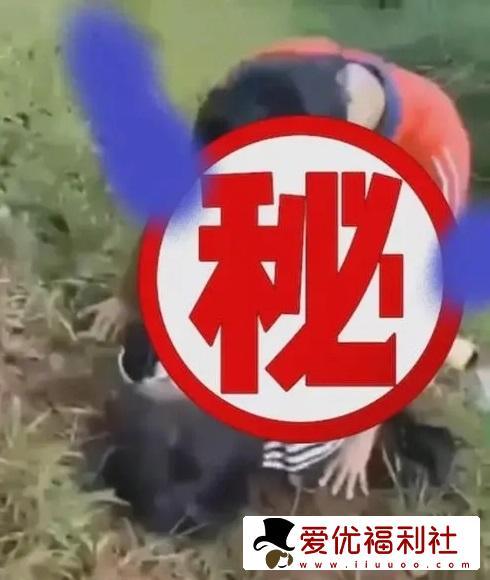 周口刘双婷麦地战神的视频是啥意思？有什么瓜？-5